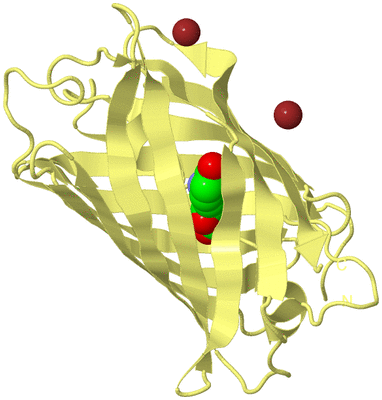 Image Biological Unit 4