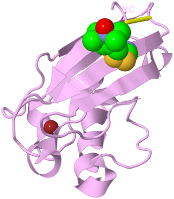 Image Biological Unit 5