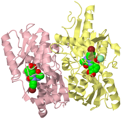 Image Biological Unit 2