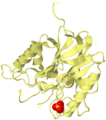 Image Biological Unit 4