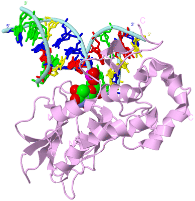 Image Biological Unit 3