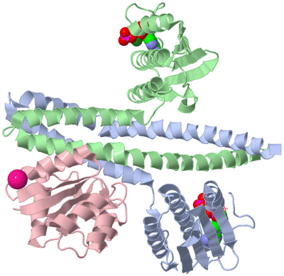 Image Biological Unit 1