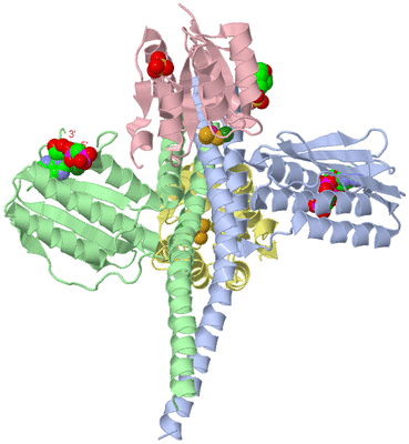 Image Biological Unit 1