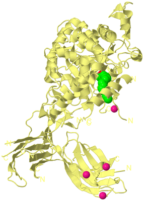 Image Biological Unit 4