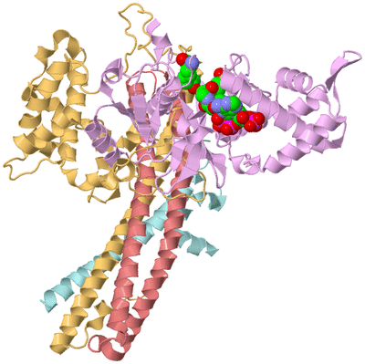 Image Biological Unit 1