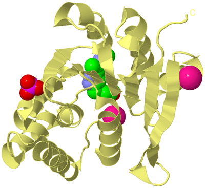 Image Biological Unit 4