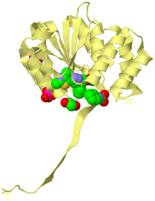 Image Biological Unit 4