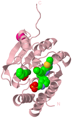 Image Biological Unit 3