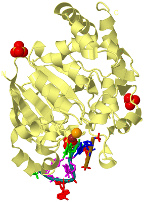 Image Biological Unit 4