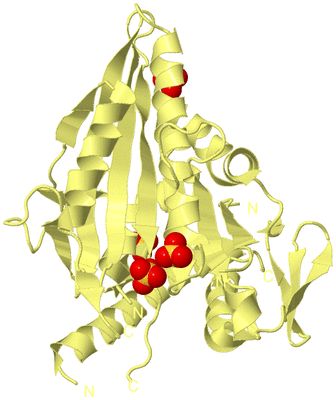 Image Biological Unit 4