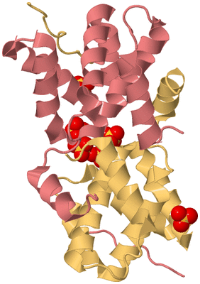 Image Biological Unit 4