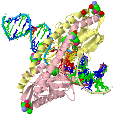 Image Biological Unit 2