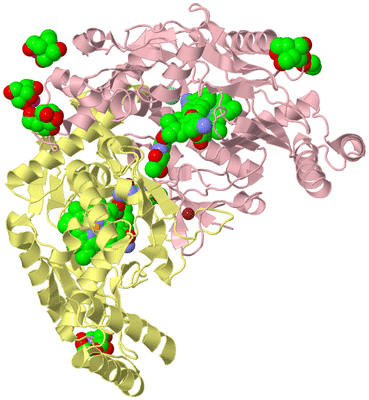 Image Biological Unit 2