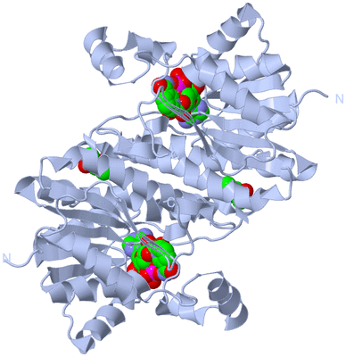 Image Biological Unit 4