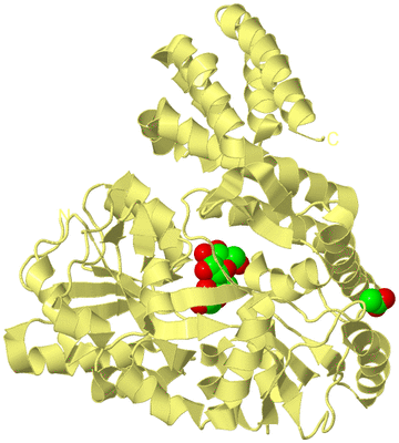 Image Biological Unit 4