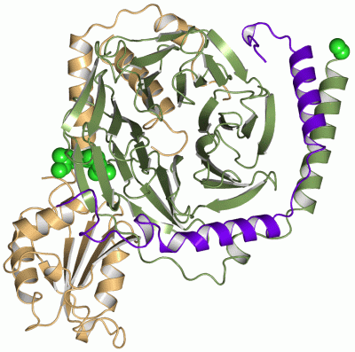 Image Asym./Biol. Unit - manually