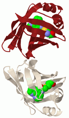 Image Biol.Unit 1 - manually