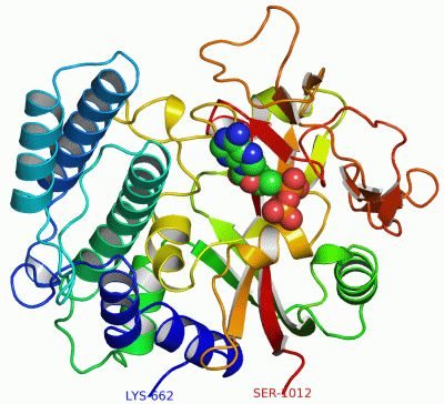 Image Asym./Biol. Unit - manually