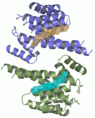 Image Asym./Biol. Unit - manually