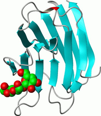 Image Asym./Biol. Unit - manually