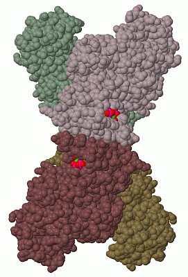 Image Biol.Unit 1 - manually