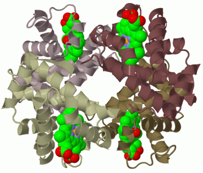 Image Biol.Unit 1 - manually