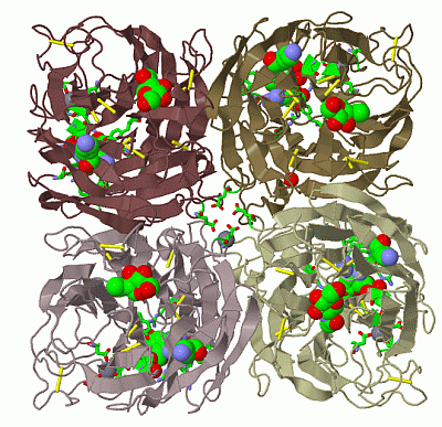 Image Biol.Unit 1 - manually