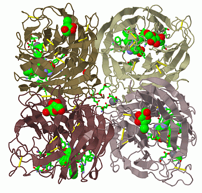 Image Biol.Unit 1 - manually