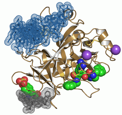 Image Asym./Biol. Unit - manually