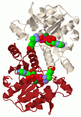Image Biol.Unit 1 - manually
