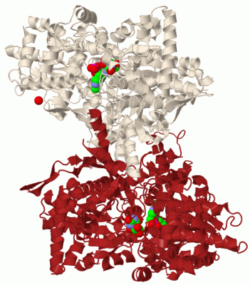 Image Biol.Unit 1 - manually