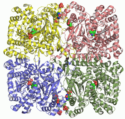 Image Asym./Biol. Unit - manually