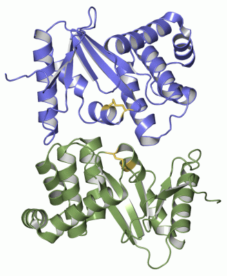 Image Asym./Biol. Unit - manually