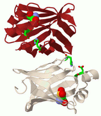 Image Biol.Unit 1 - manually
