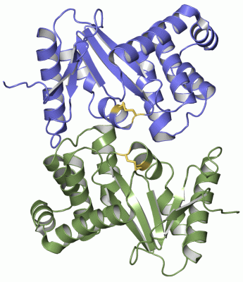 Image Asym./Biol. Unit - manually