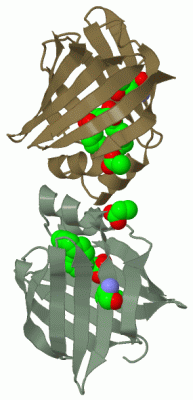 Image Biol.Unit 1 - manually