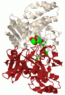 Image Biol.Unit 1 - manually