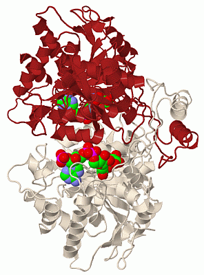 Image Biol.Unit 1 - manually