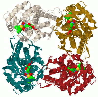 Image Biol.Unit 1 - manually