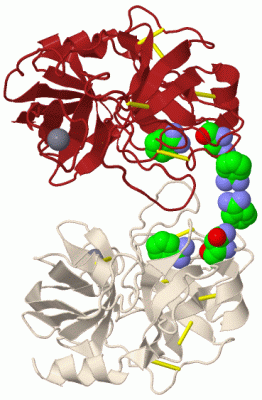 Image Biol.Unit 1 - manually