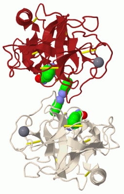 Image Biol.Unit 1 - manually