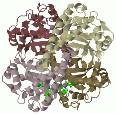 Image Biol.Unit 1 - manually