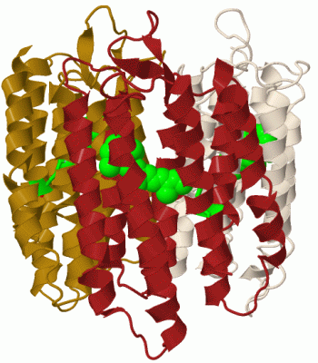 Image Biol.Unit 1 - manually