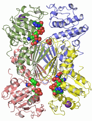 Image Asym./Biol. Unit - manually