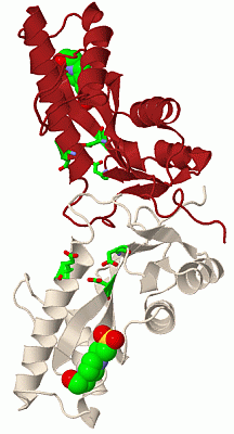 Image Biol.Unit 1 - manually
