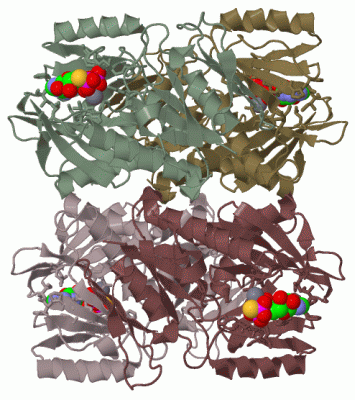 Image Biol.Unit 1 - manually