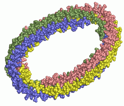 Image Asym./Biol. Unit - manually