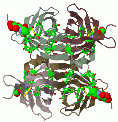 Image Biol.Unit 1 - manually