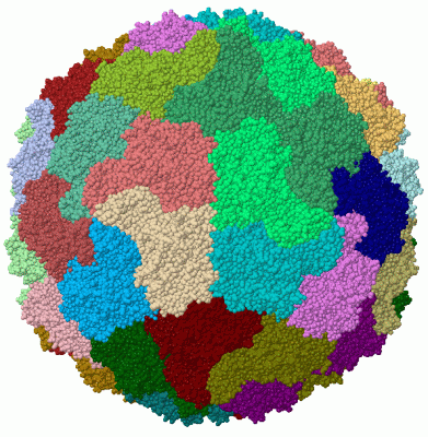 Image Biol.Unit 1 - manually