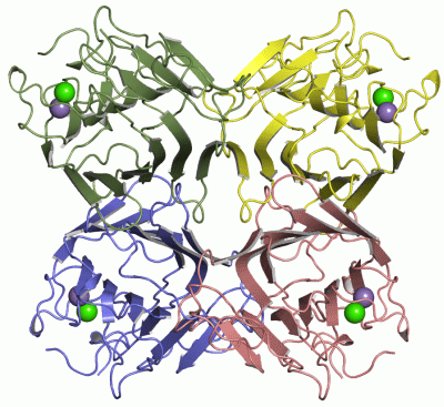 Image Asym./Biol. Unit - manually